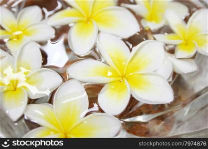 Tropical flowers frangipani floating in water
