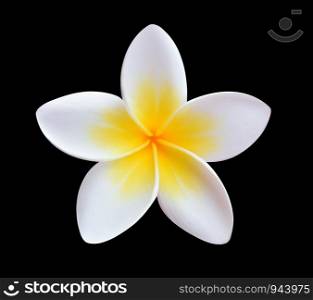 Tropical flowers frangipani isolated on a black background.