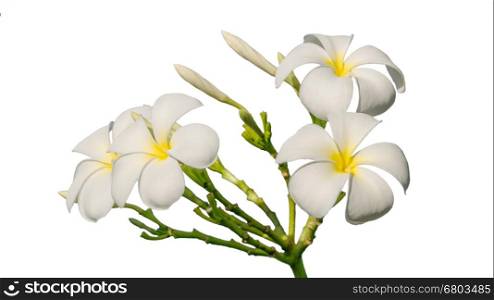 Tropical flowers frangipani , plumeria flower on white background