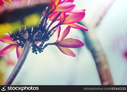 Tropical flowers. Hawaiian garden