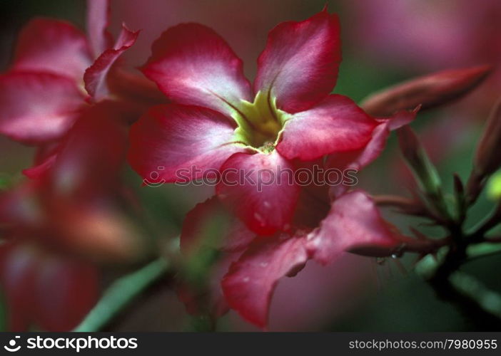 tropical flowers near Tegallalang near Ubud of the island Bali in indonesia in southeastasia. ASIA INDONESIA BALI TROPICAL FLOWERS