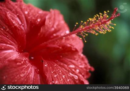 tropical flowers on the Island Mahe of the seychelles islands in the indian ocean. INDIAN OCEAN SEYCHELLES FLOWERS
