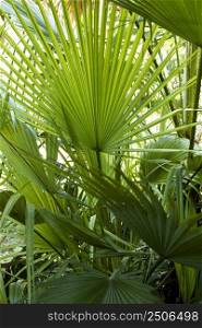 tropical foliage plants