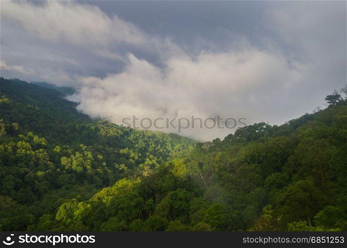 Tropical forest after rain