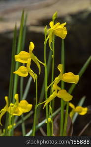 tropical forest flower plant