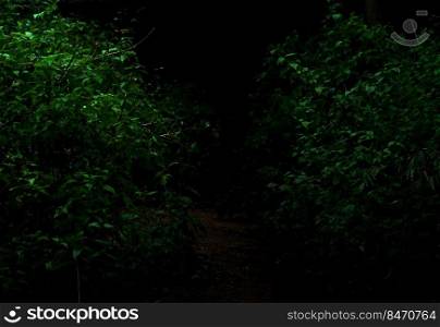 Tropical forest foliage plants bushes in the dark night 