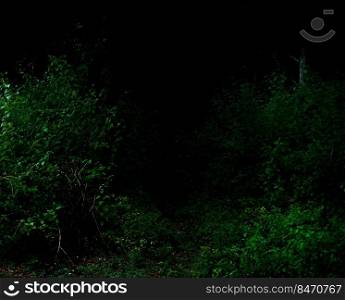 Tropical forest foliage plants bushes in the dark night 