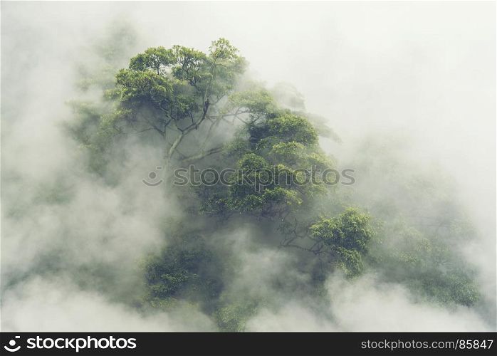 tropical forest in Japan, vintage filter image