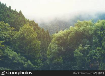 tropical forest in Japan, vintage filter image