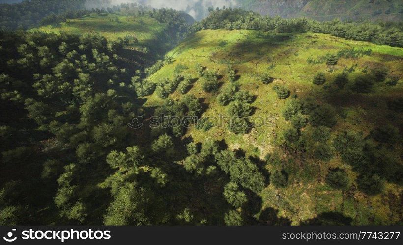 tropical forest in morning view of highland Malaysia
