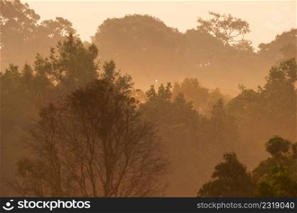 Tropical forest in the morning light. Golden sunrise shines down around the canopy and branches of wild trees. Khao Yai National Park. UNESCO The World Heritage Site. Thailand. Summer season. Warm tone. Background, Texture.