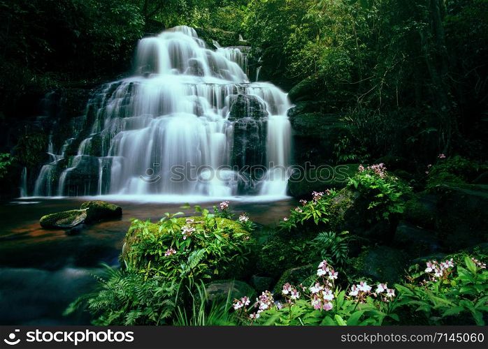 Tropical forest jungle river stream waterfall mountain landscape nature plant and Pink Habenaria rhodocheila at phetchabun waterfall Mundeang in Phuhinrongkla National Park Phitsanulok Thailand