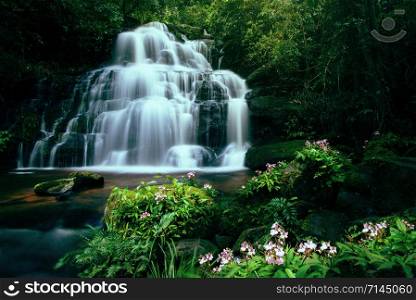 Tropical forest jungle river stream waterfall mountain landscape nature plant and Pink Habenaria rhodocheila at phetchabun waterfall Mundeang in Phuhinrongkla National Park Phitsanulok Thailand