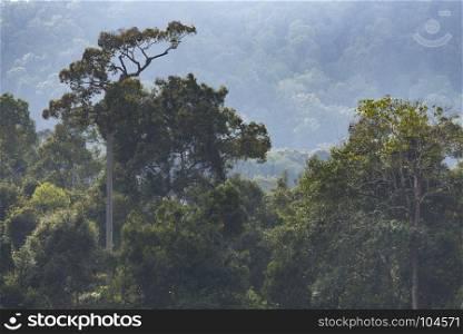 tropical forest landscape of Khao Yai National Park, Thailand