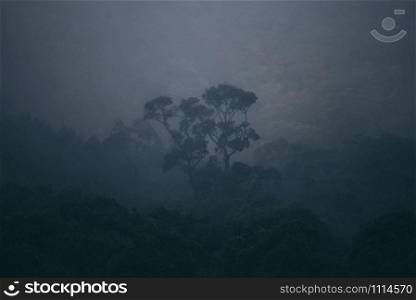 tropical forest landscape scene, dark tone