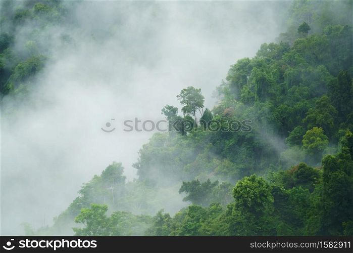 tropical forest landscape with fog and mist