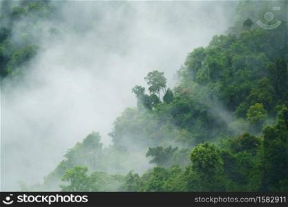 tropical forest landscape with fog and mist