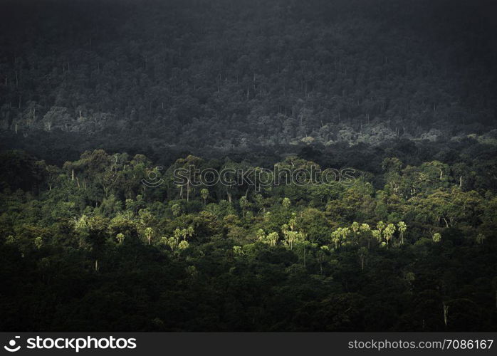 tropical forest layers, nature scene in Thailand