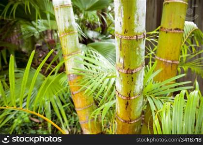 Tropical forest of palm trees in detail