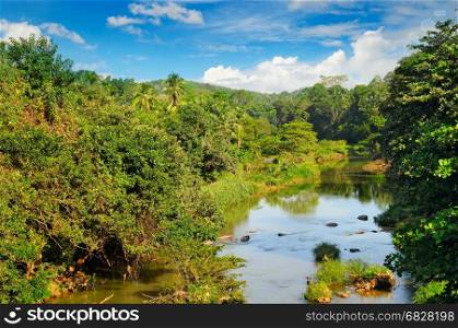 Tropical forest on the banks of the river and the blue cloudy sky