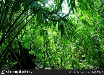 Tropical forest, palm trees in sunlight