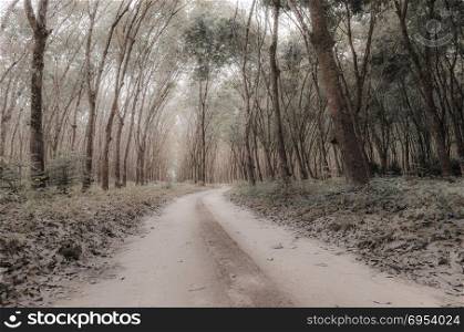 tropical forest, road to the nature site
