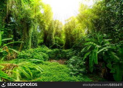 Tropical forest, thailand trees in sunlight and rain