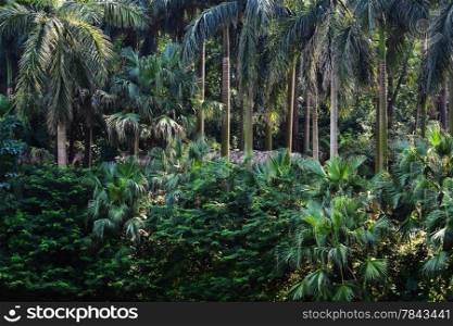 tropical forest with beautiful palm trees