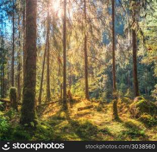 Tropical forest with green trees at sunset in summer. Fairytale colorful landscape with trees trunks, grass, green moss, foliage, yellow sunlight in the evening. Nature in Nepal. Travel in Himalayas. Tropical forest with green trees at sunset in summer