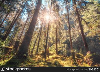 Tropical forest with green trees at sunset in summer. Fairytale colorful landscape with trees trunks, grass, green moss, foliage, yellow sunlight in the evening. Nature in Nepal. Travel in Himalayas. Tropical forest with green trees at sunset in summer