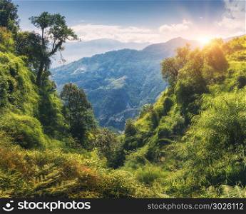 Tropical forest with green trees on the mountain at sunset in summer. Colorful landscape with jungle on the mountains, gold sunlight, blue sky with clouds. Nepal. Travel in Himalayas.Trees in the hill