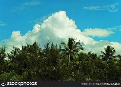 Tropical forest with palm trees against the cloudy sky