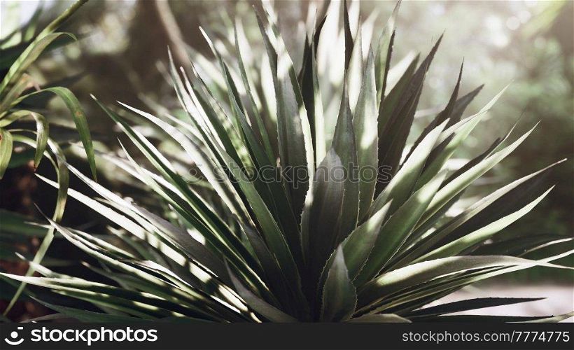Tropical forest with plants and trees in sunlight