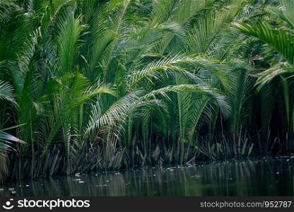 tropical forest with river, mangrove forest