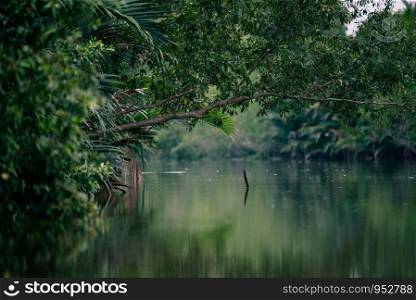 tropical forest with river, mangrove forest