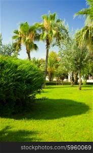 Tropical formal garden with palm trees