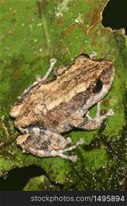 Tropical Frog, Rainforest, Napo River Basin, Amazonia, Ecuador, America