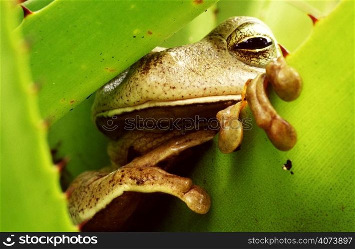 "Tropical frog sleeping in a green bromeliad - Brazil. Winner image of the contest "Photographer of the year 2004" - German fotoMAGAZIN. "
