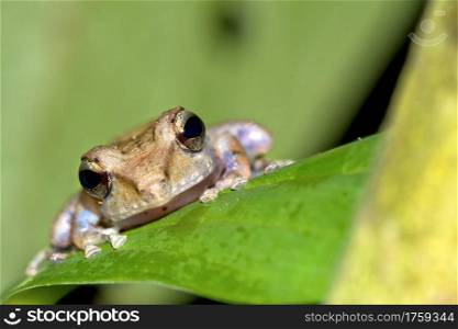 Tropical Frog, Tropical Rainforest, Corcovado National Park, Osa Conservation Area, Osa Peninsula, Costa Rica, Central America, America