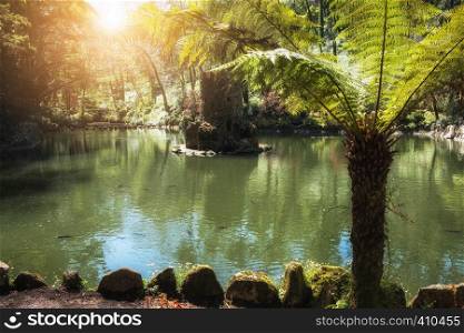 Tropical garden, pond and plants at summer sunny day