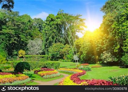 Tropical garden with exotic trees and plants. Royal Botanical garden Peradeniya. Sri Lanka