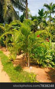 tropical garden with palm trees and flower beds