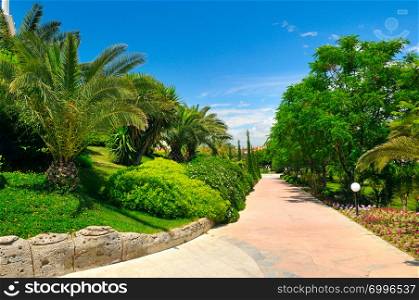 Tropical garden with palm trees and green lawns. Bright sunny day.