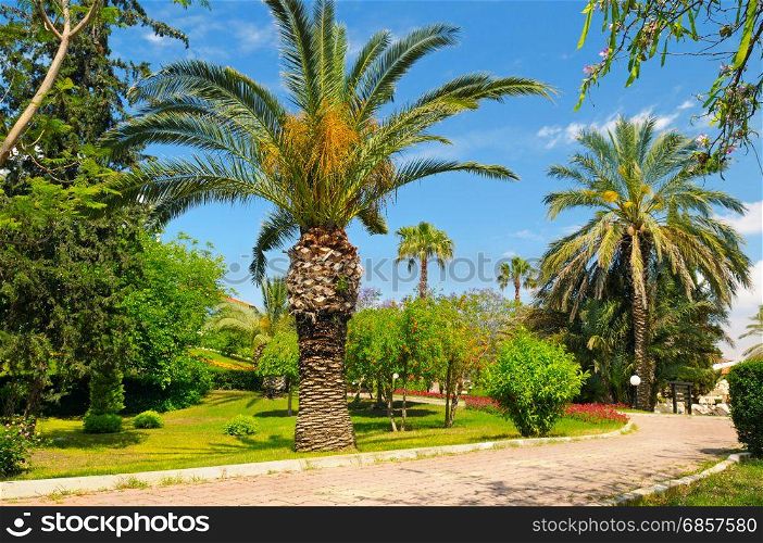tropical garden with palm trees and sky
