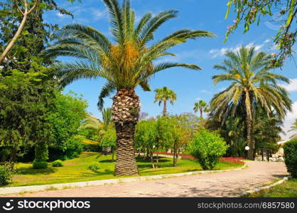 tropical garden with palm trees and sky