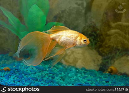 Tropical golden fish in aquarium.