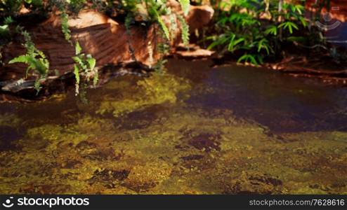 tropical golden pond with rocks and green plants