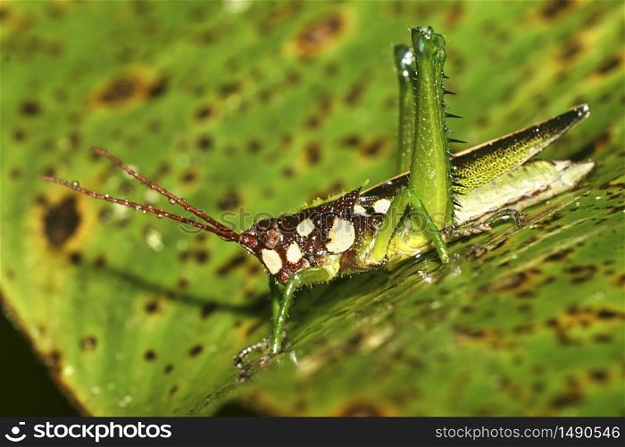 Tropical Grasshopper, Rainforest, Napo River Basin, Amazonia, Ecuador, America