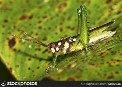 Tropical Grasshopper, Rainforest, Napo River Basin, Amazonia, Ecuador, America