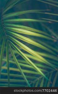 Tropical Green Background. Abstract Natural Palm Leaves. Beautiful Exotic Island Plants. Vintage Muted Colors.